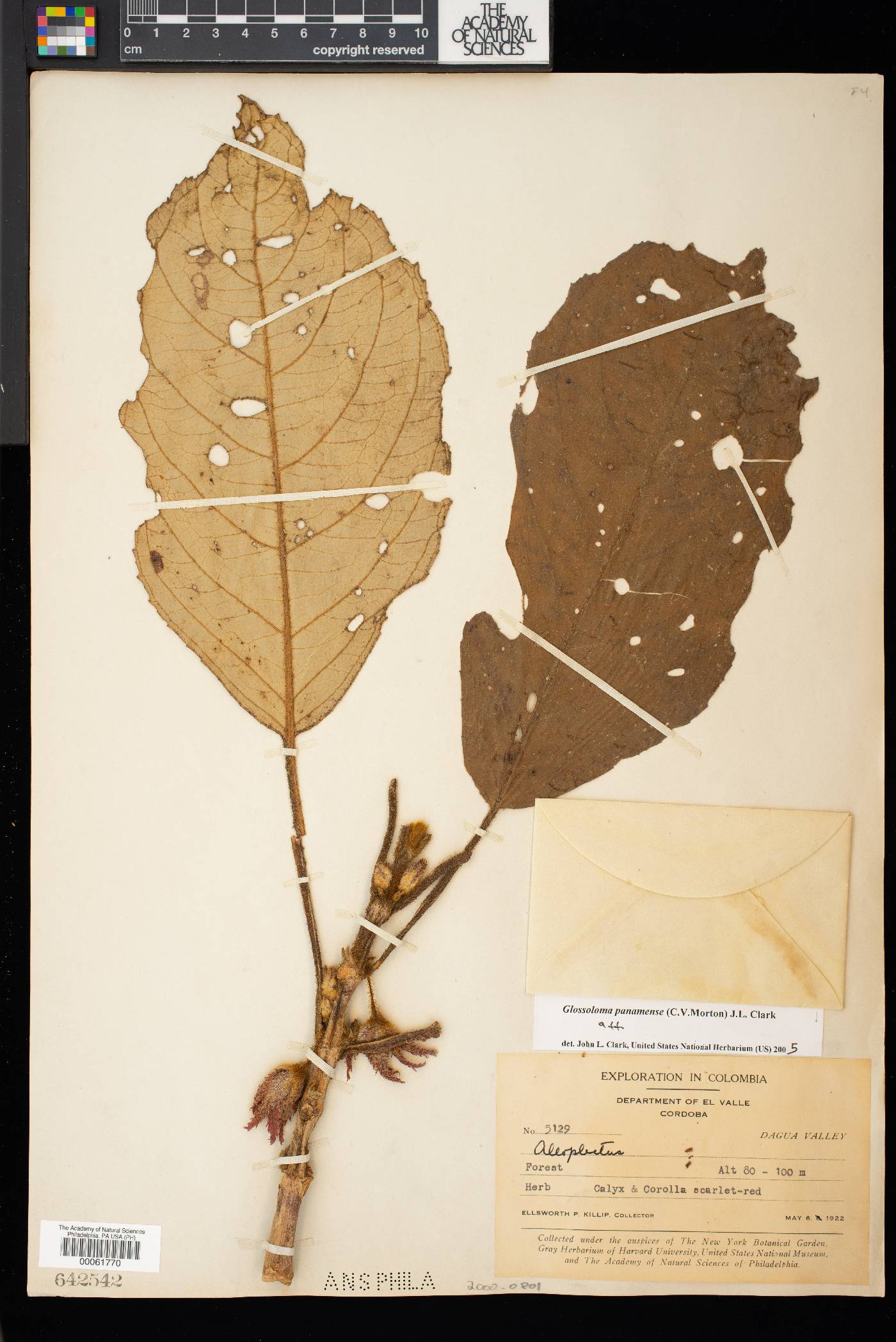 Glossoloma panamense image