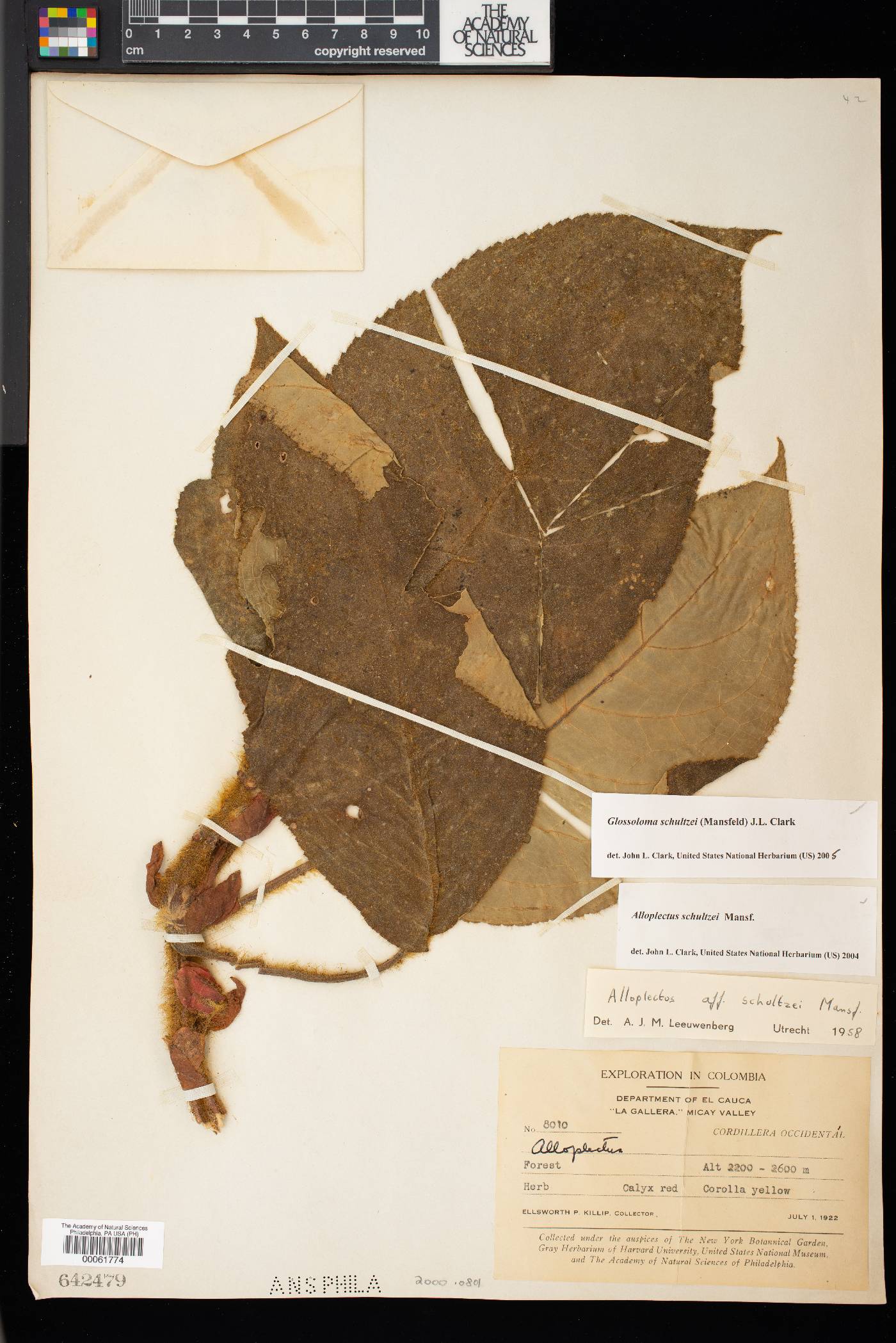 Glossoloma schultzei image