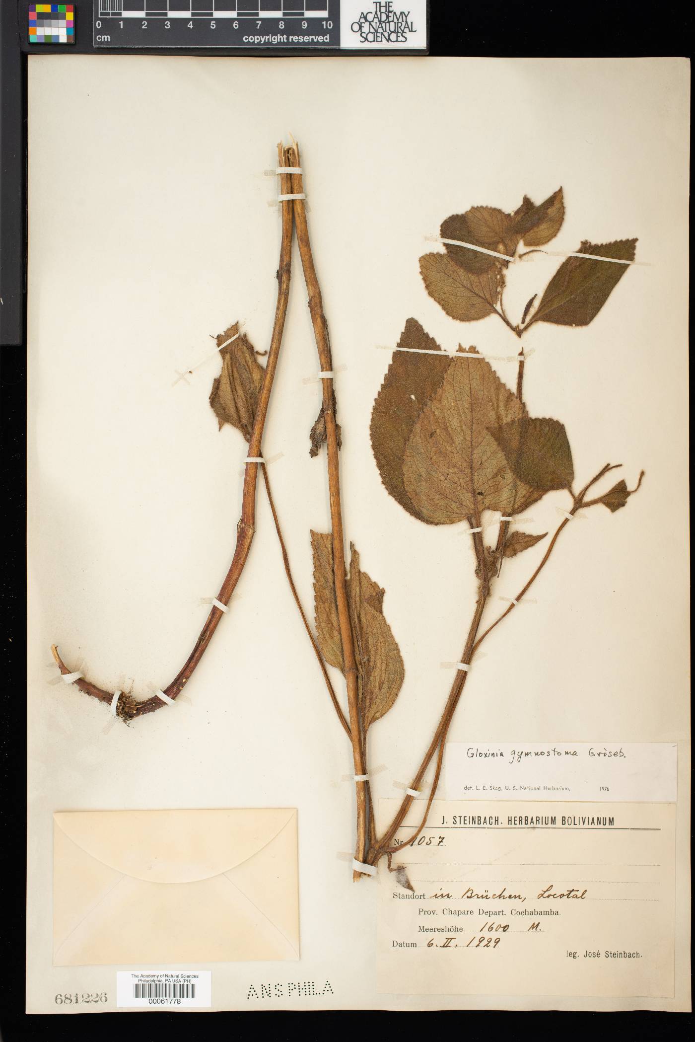 Gloxinia gymnostoma image