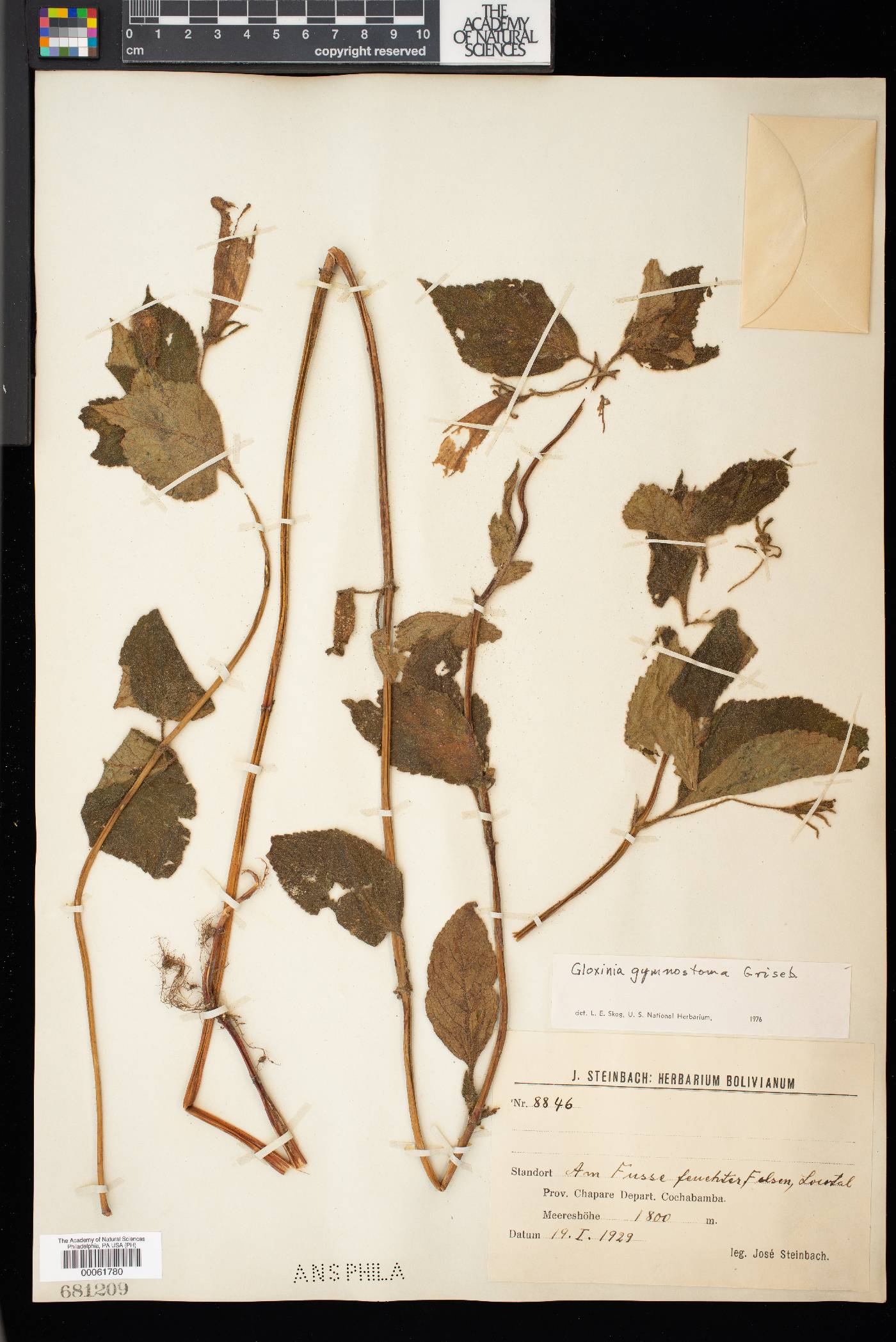 Gloxinia gymnostoma image