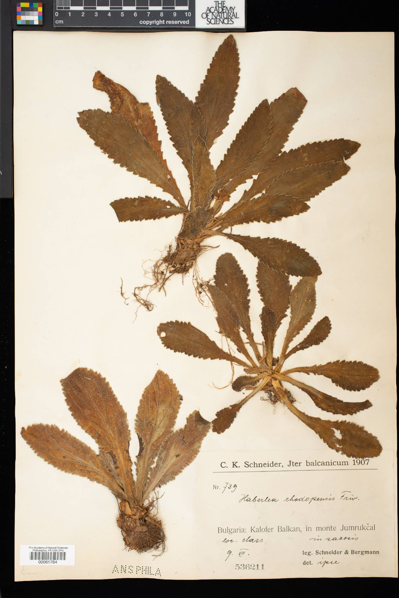 Haberlea rhodopensis image