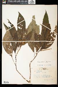 Image Associated With the Occurence