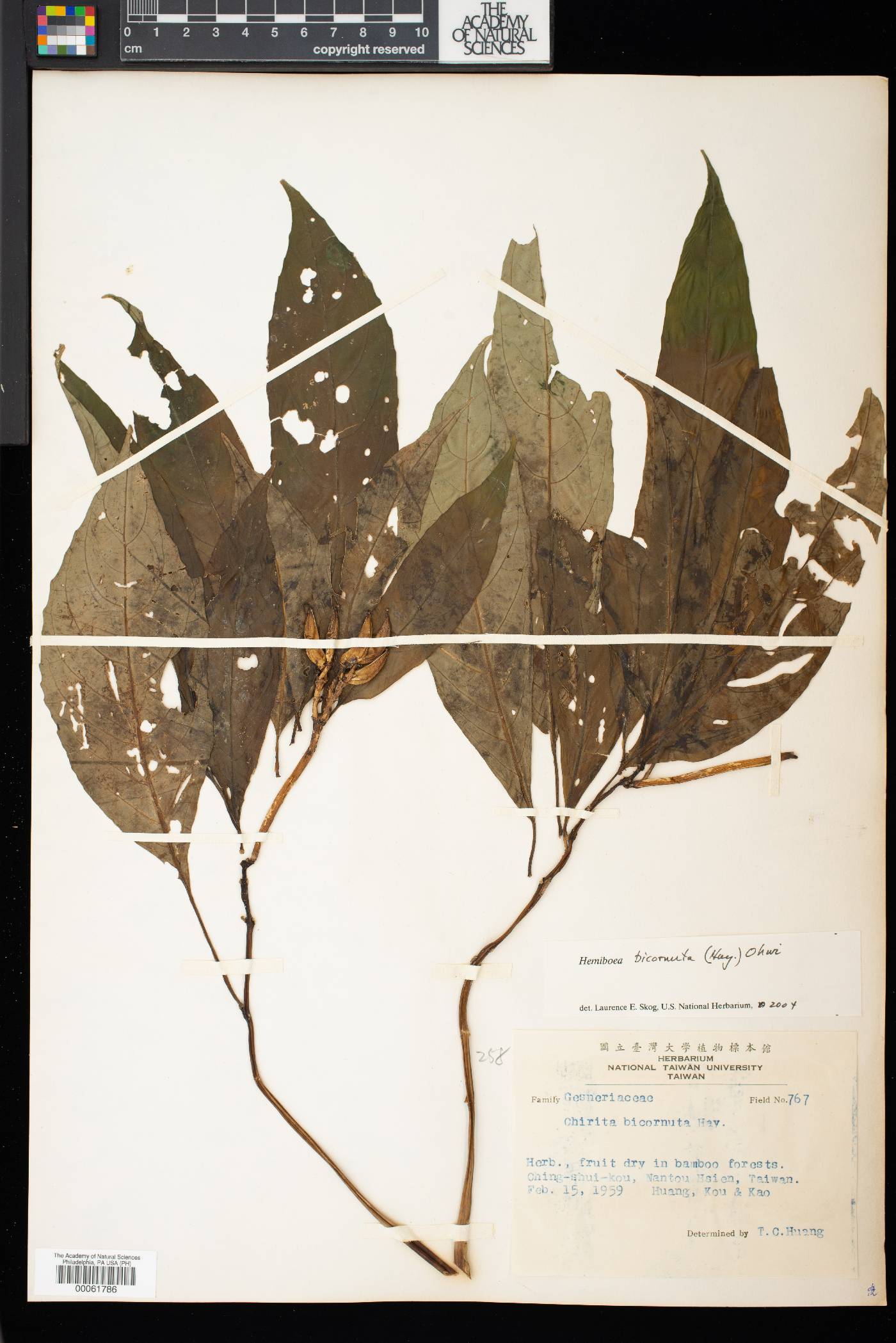Hemiboea bicornuta image