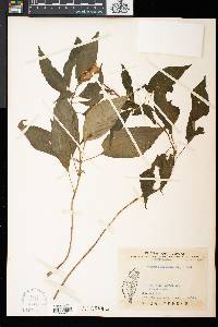 Hemiboea bicornuta image