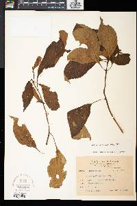 Hemiboea bicornuta image