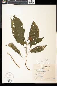Hemiboea bicornuta image