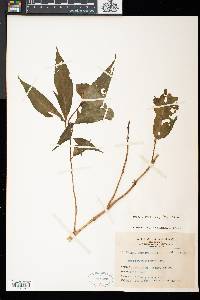 Hemiboea bicornuta image