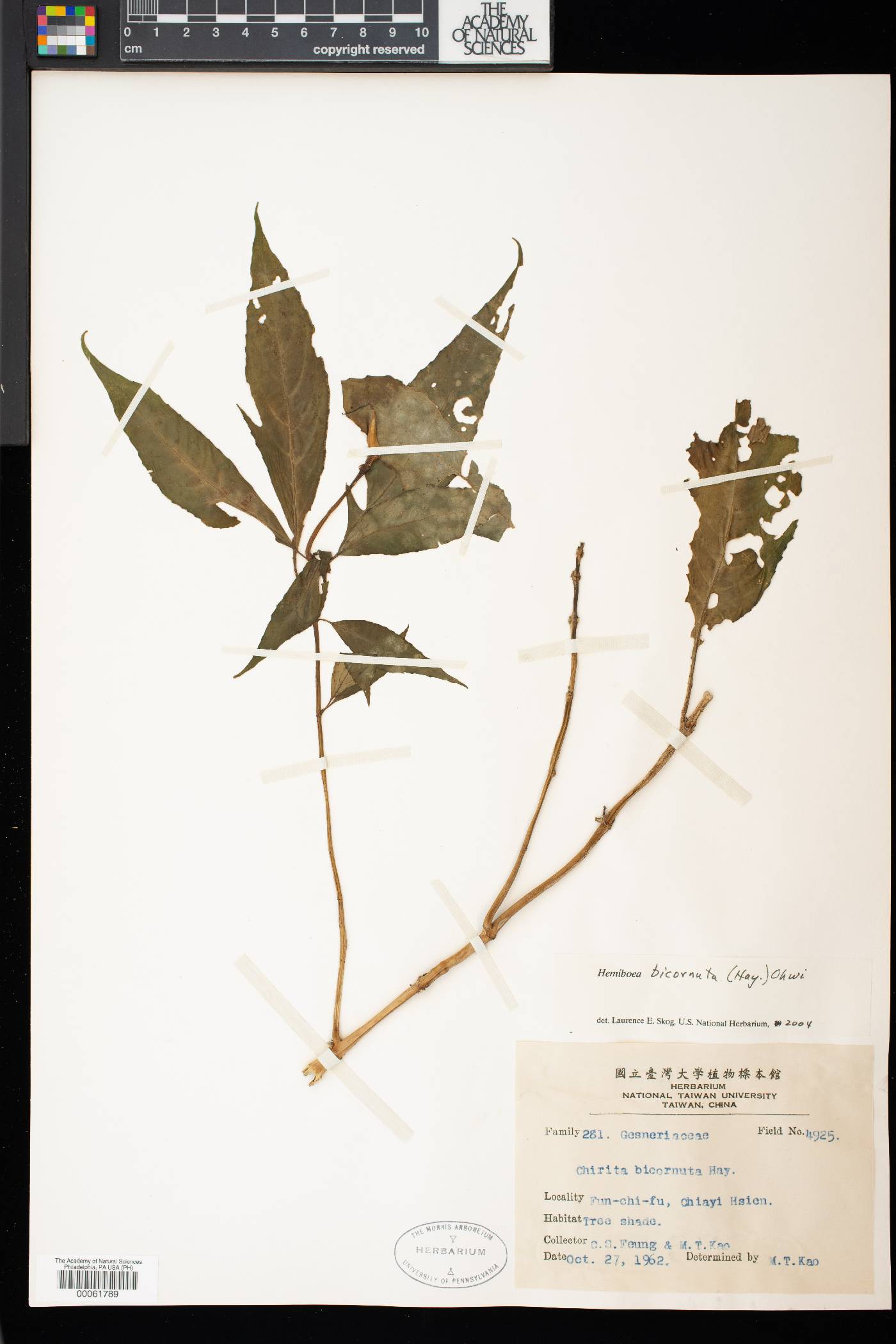 Hemiboea bicornuta image