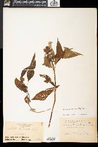 Hemiboea bicornuta image