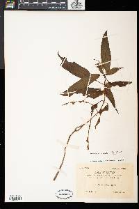Hemiboea bicornuta image