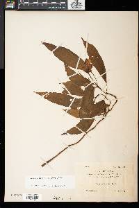 Hemiboea bicornuta image