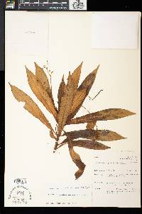 Henckelia lanceolata image