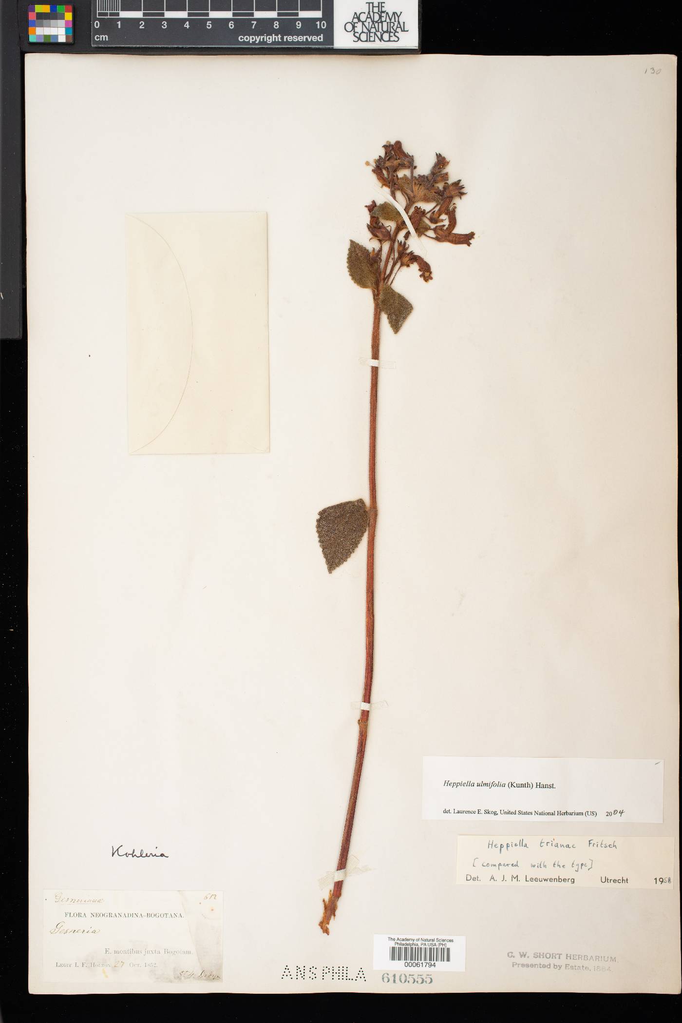 Heppiella ulmifolia image