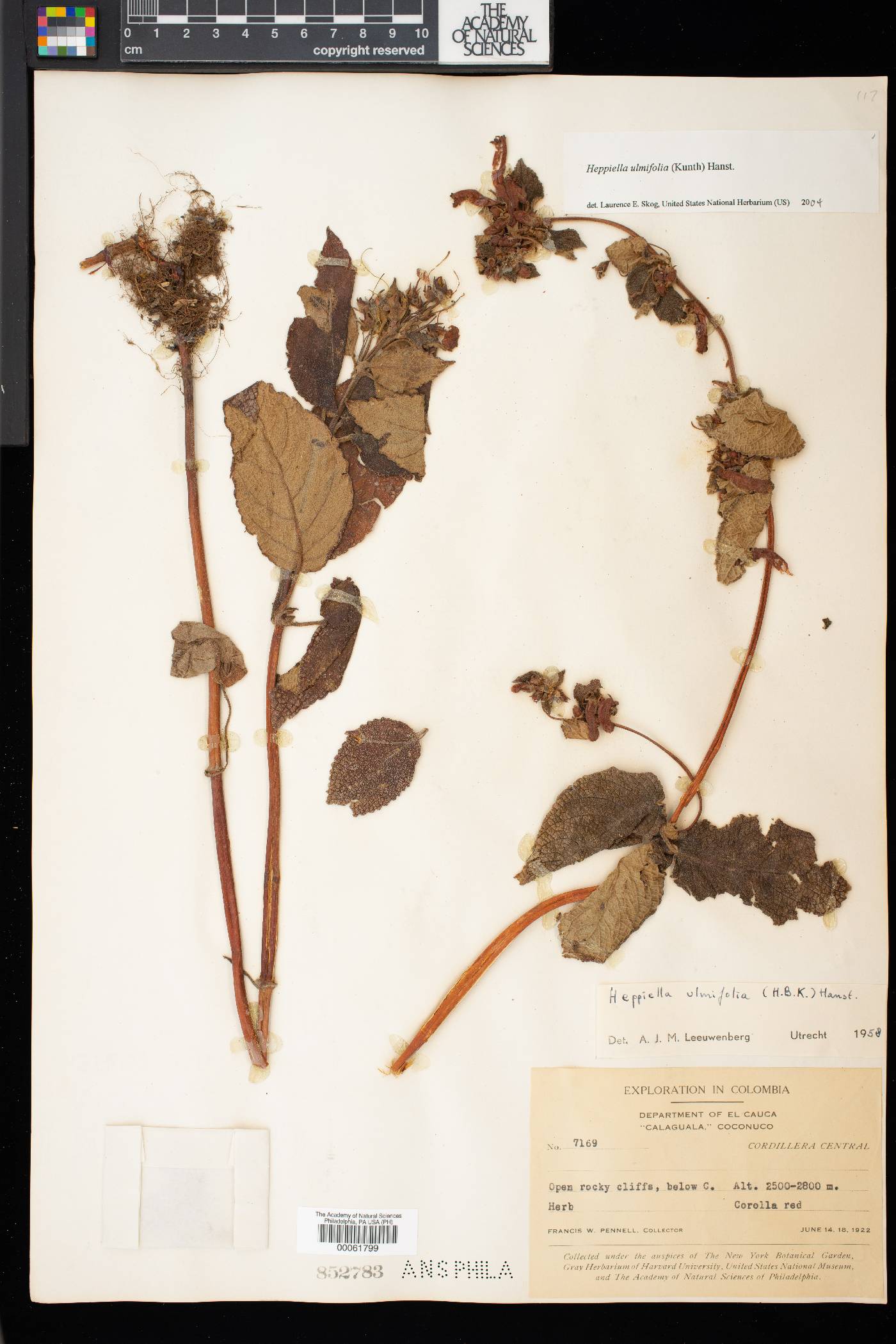 Heppiella image
