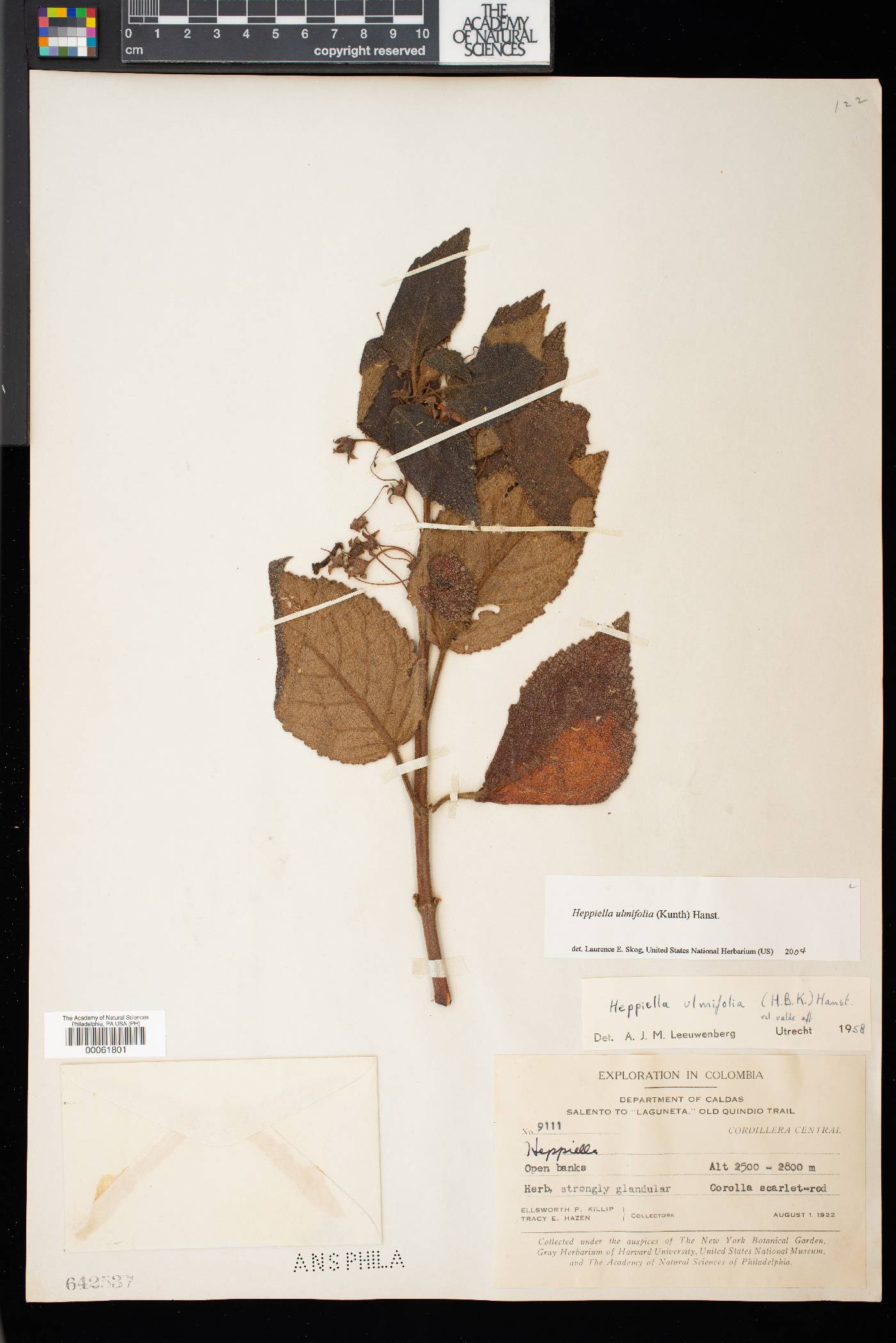 Heppiella ulmifolia image
