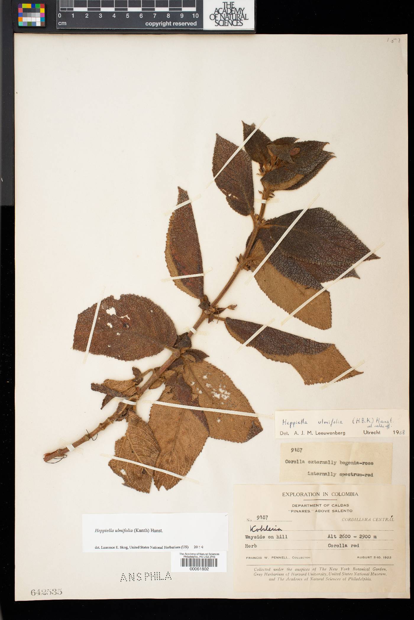 Heppiella ulmifolia image