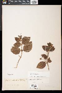 Heppiella ulmifolia image