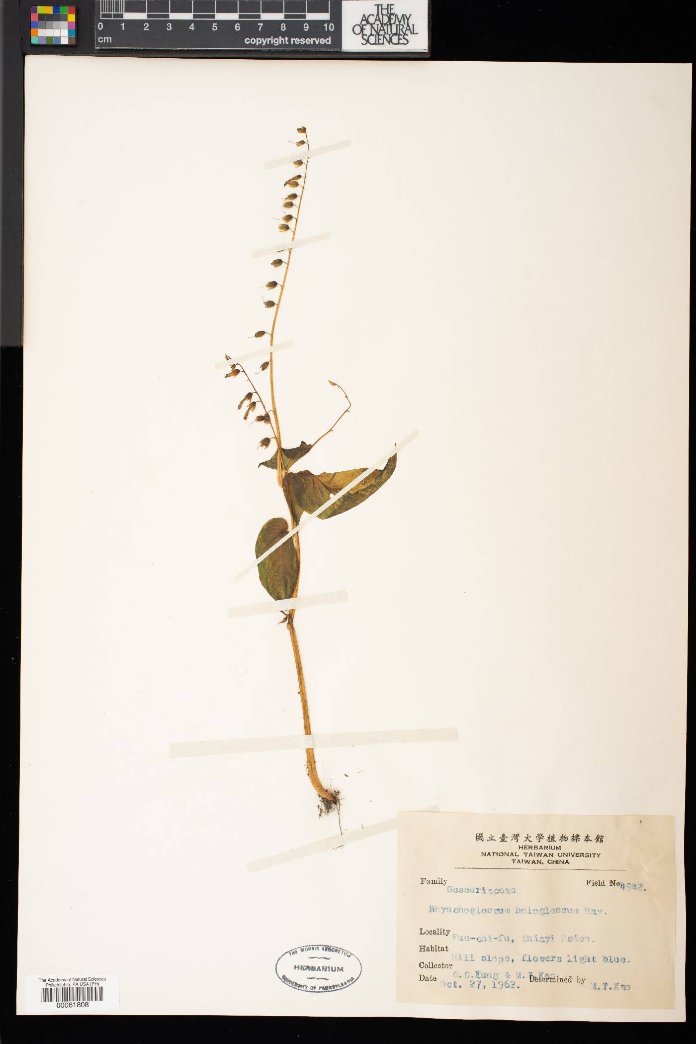 Rhynchoglossum obliquum image