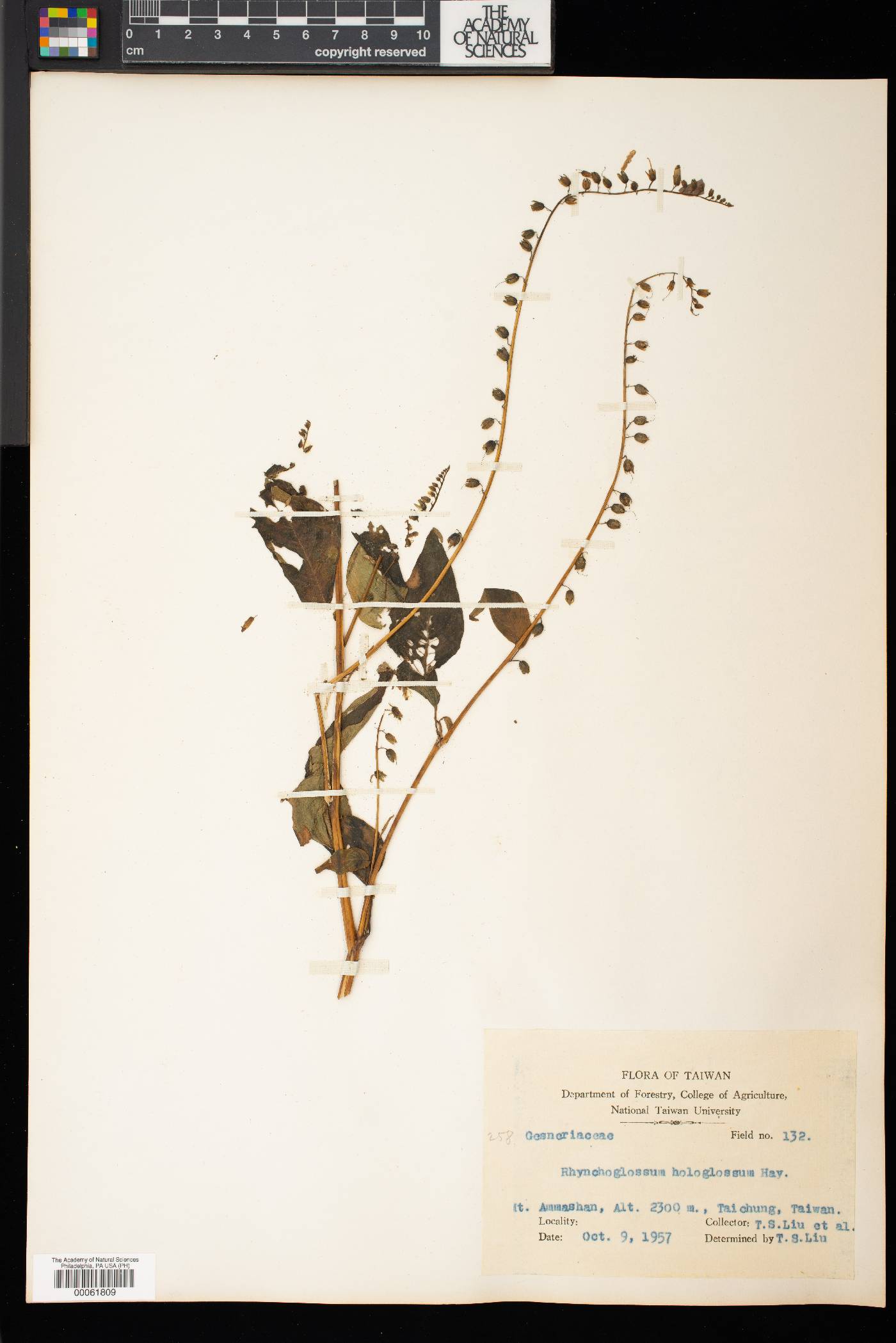 Rhynchoglossum obliquum image