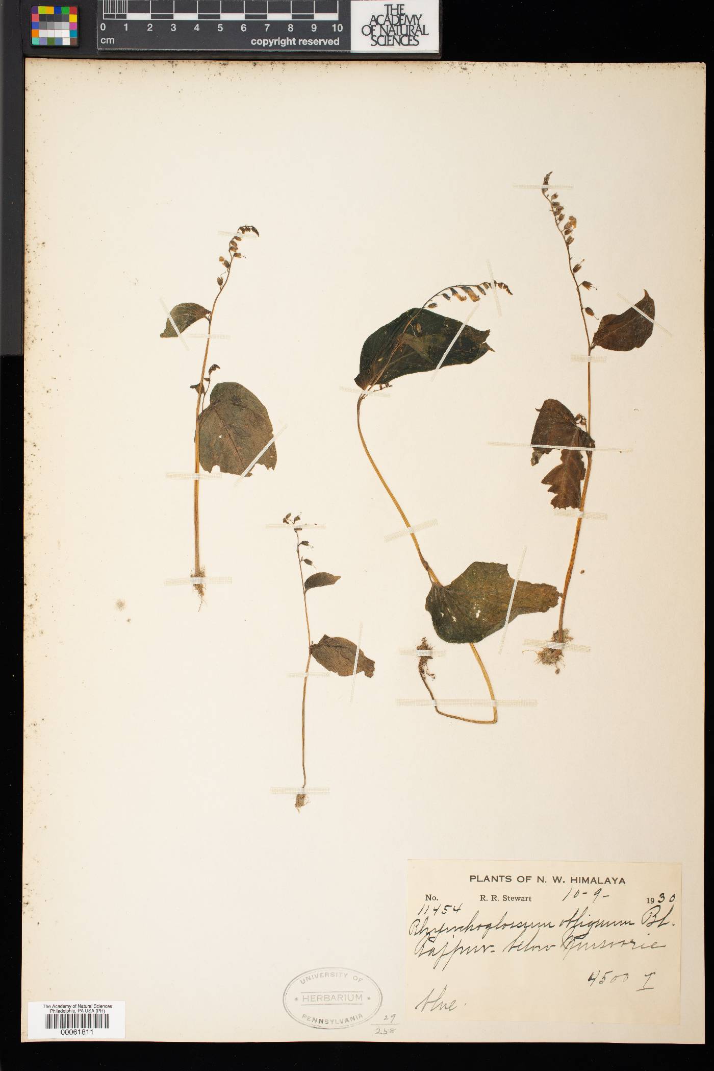 Rhynchoglossum obliquum image