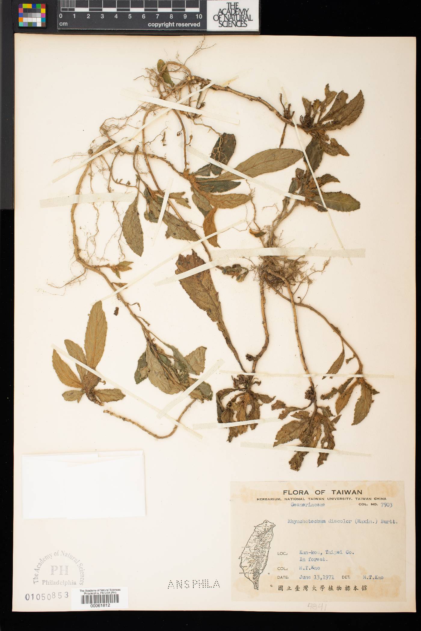 Rhynchotechum discolor image