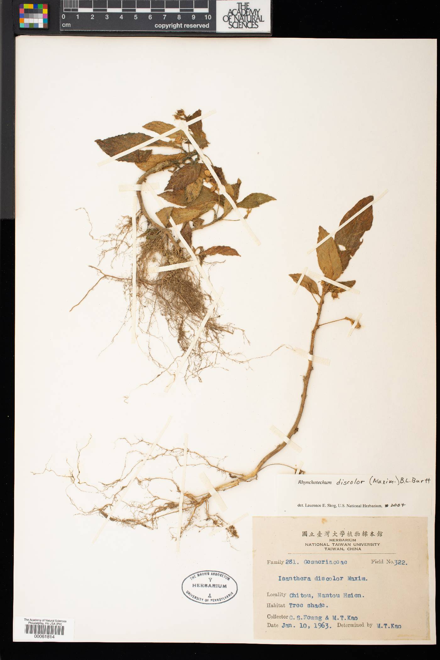 Rhynchotechum discolor image