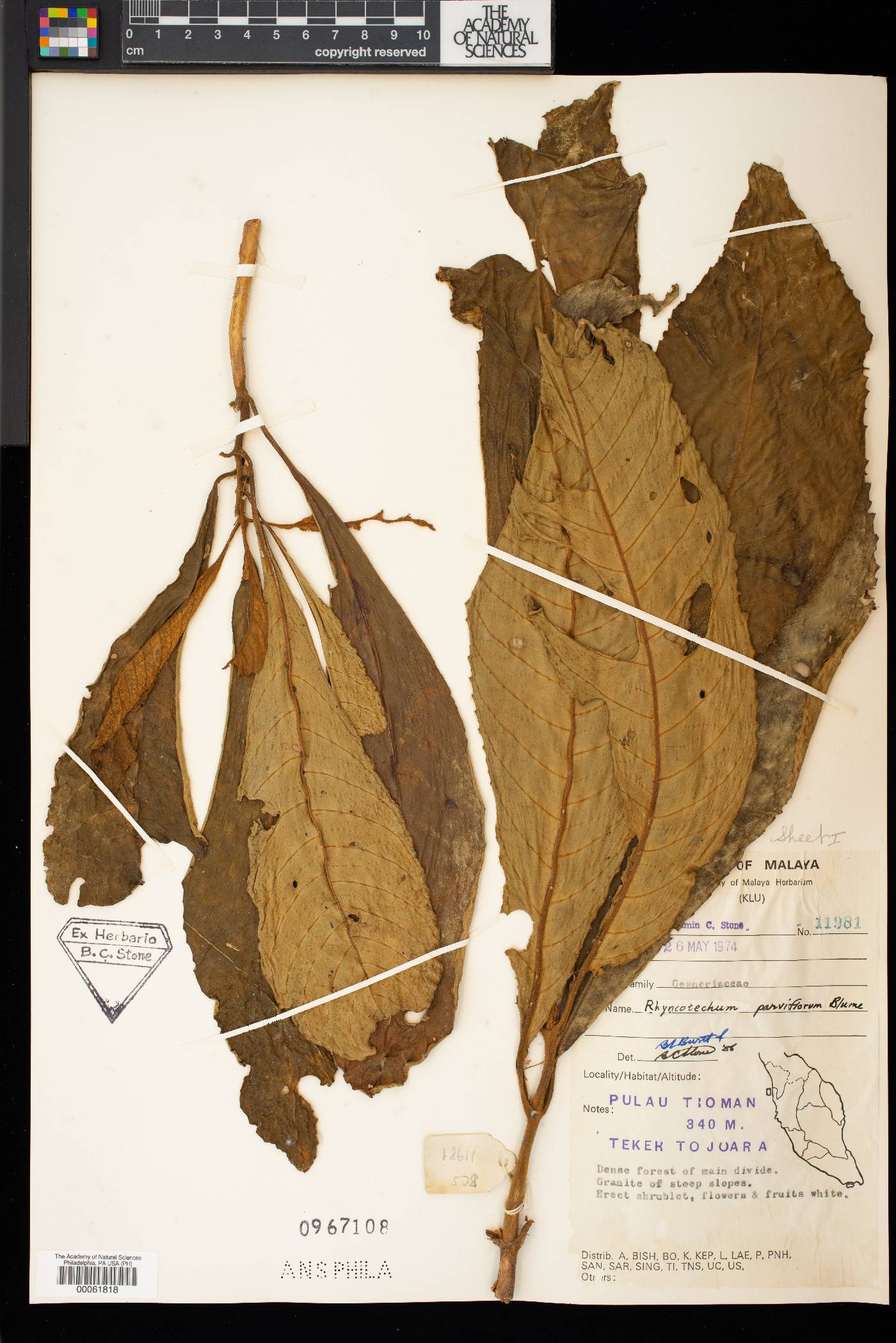 Rhynchotechum parviflorum image