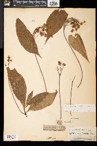 Rhytidophyllum coccineum image