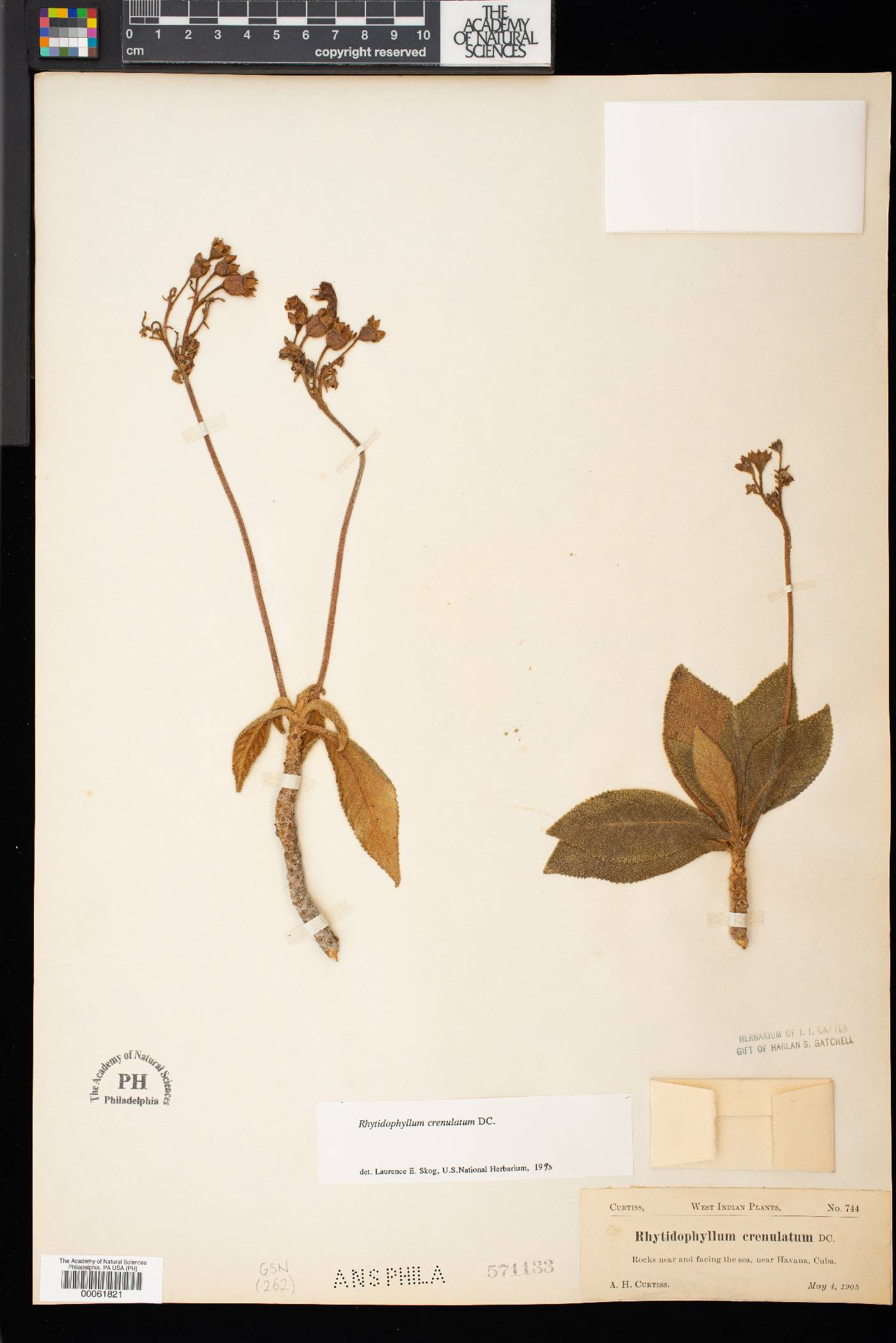 Rhytidophyllum crenulatum image