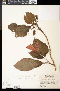 Solenophora toucana image