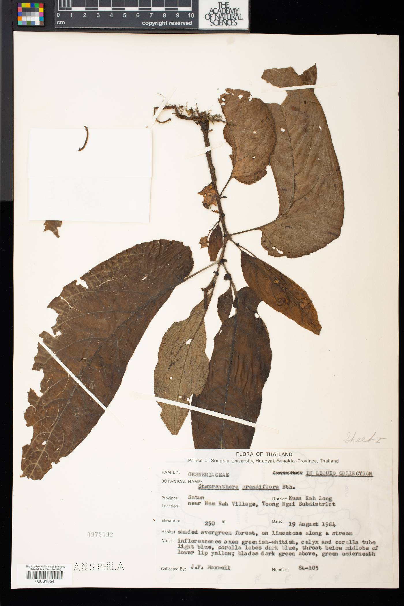 Stauranthera grandiflora image