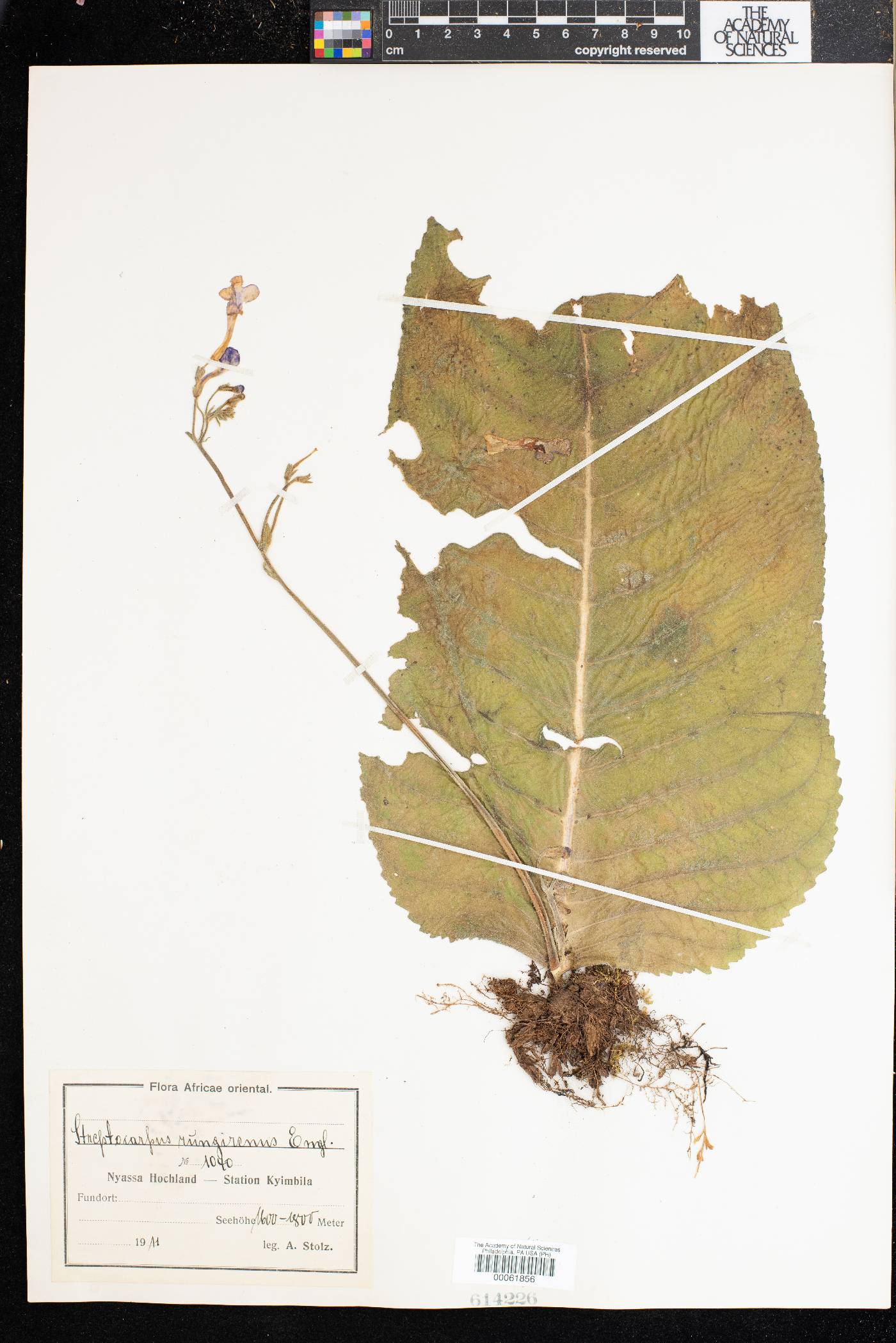 Streptocarpus goetzei image
