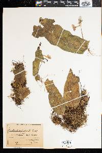 Streptocarpus goetzei image