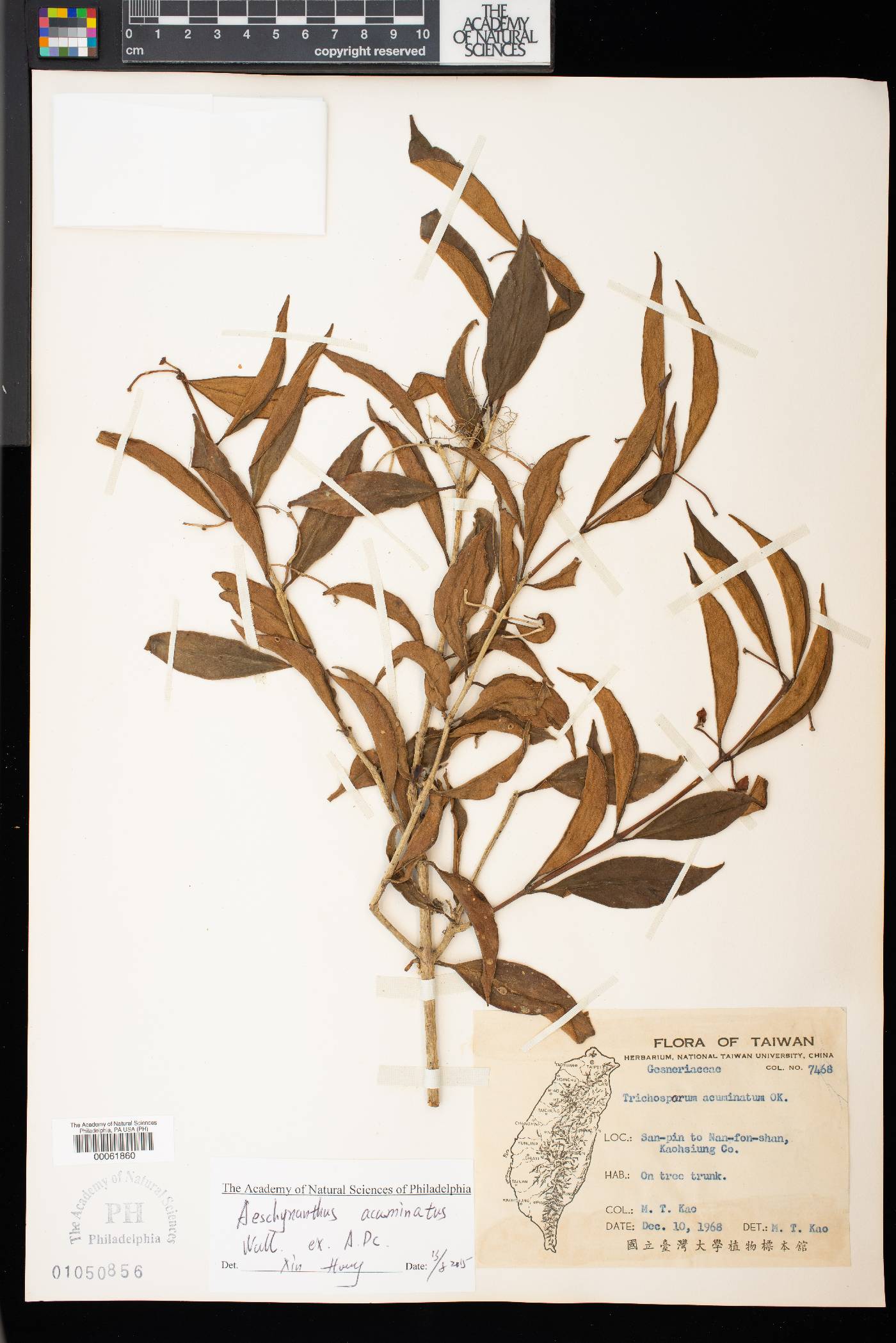 Aeschynanthus acuminatus image