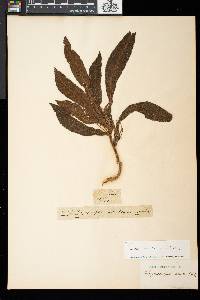 Henckelia crinita image
