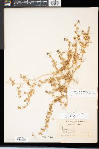 Calibrachoa parviflora image