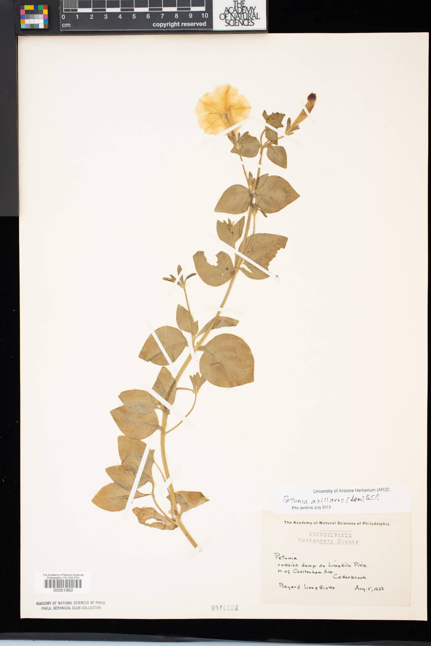 Petunia axillaris image