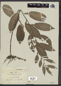 Pothos chinensis image