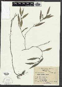 Pothos chinensis image