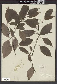 Cinnamomum camphora image