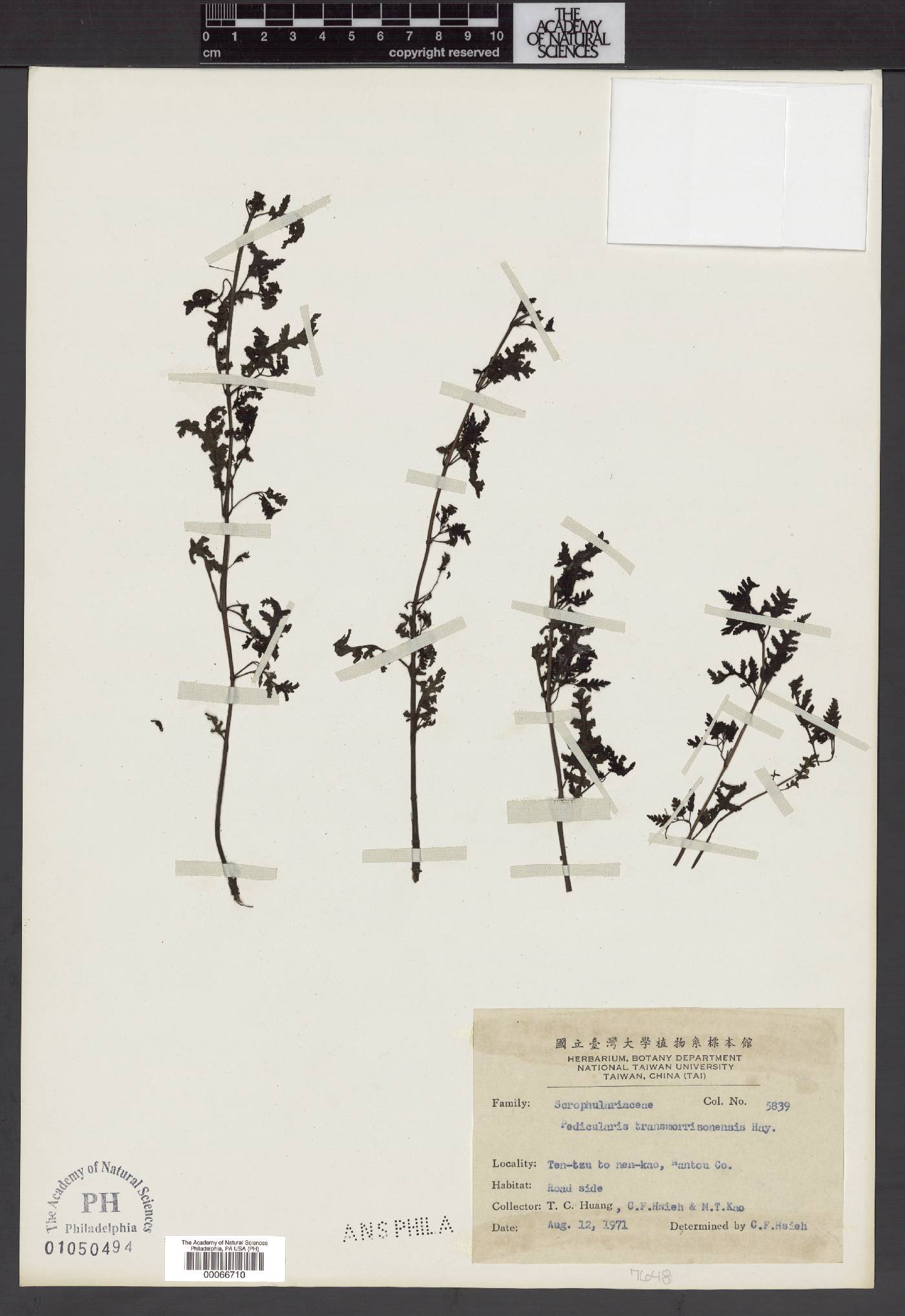 Pedicularis transmorrisonensis image