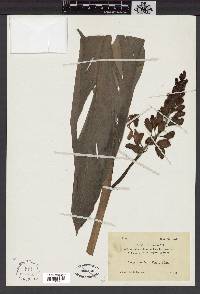 Languas speciosa image