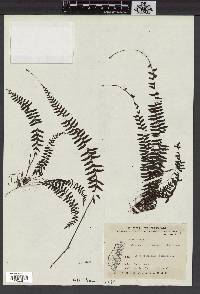 Monachosorum maximowiczii image