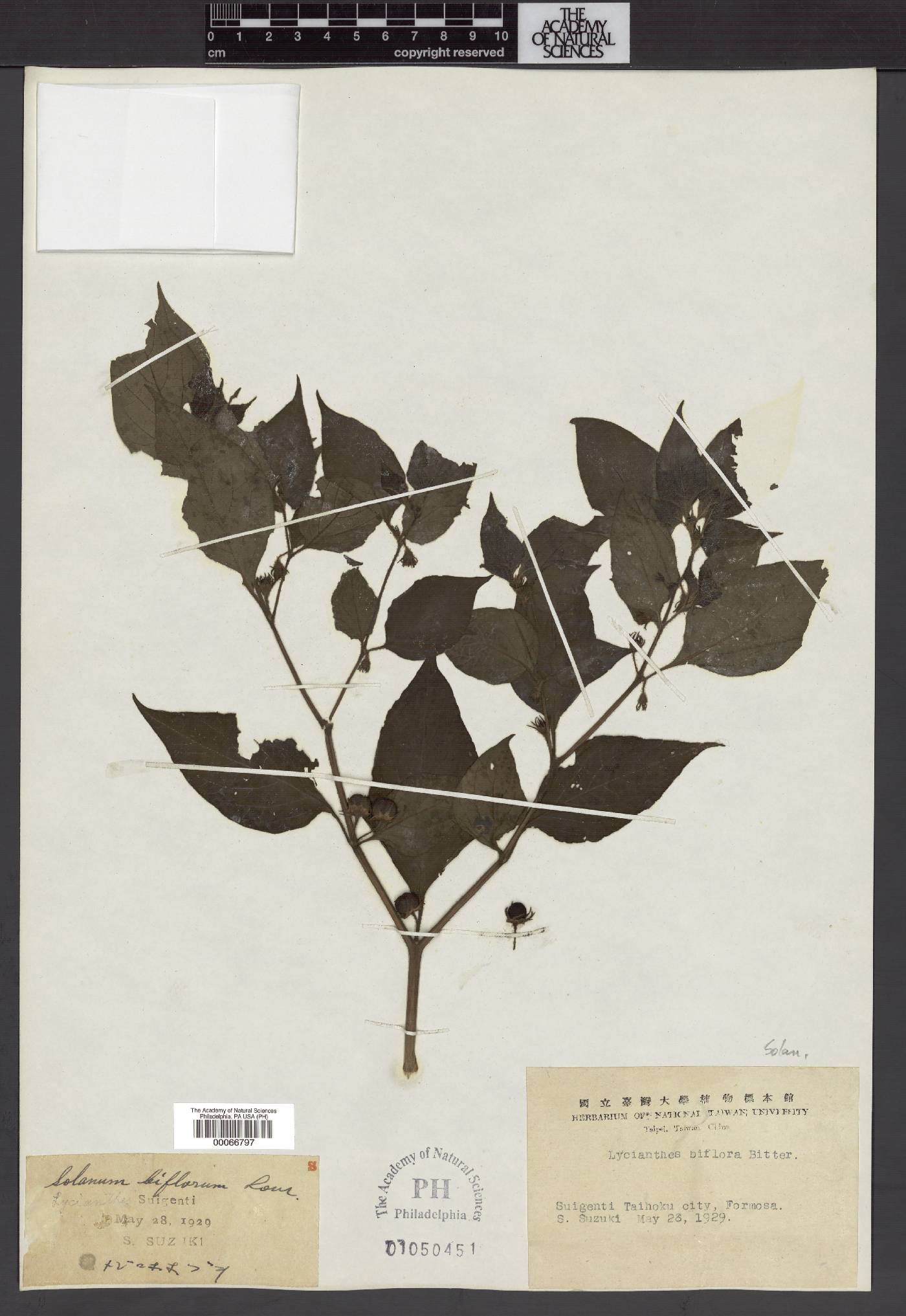Lycianthes biflora image