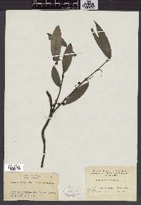 Gardneria multiflora image