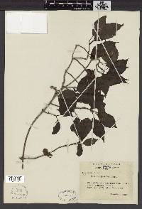 Kadsura japonica image