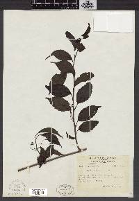 Kadsura japonica image