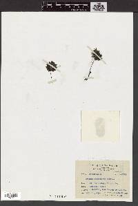 Drosera aliciae image