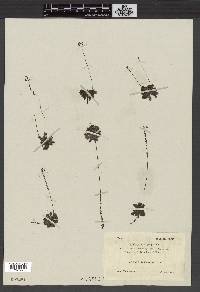 Drosera aliciae image