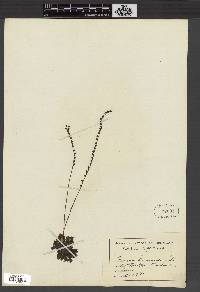 Media resource of Drosera burmannii